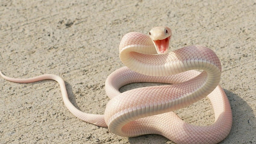 Schlangen Albino, , Reptil, Albino, Schlangen HD-Hintergrundbild