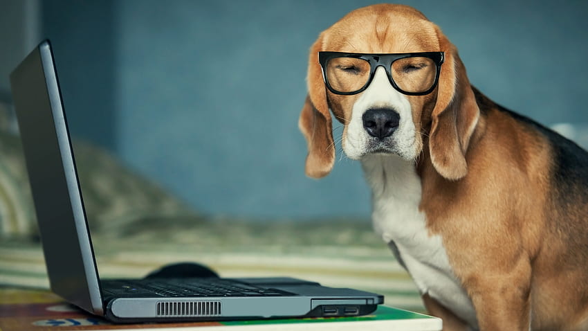 cane con gli occhiali utilizzando il computer. Bellissimi cani Sfondo HD