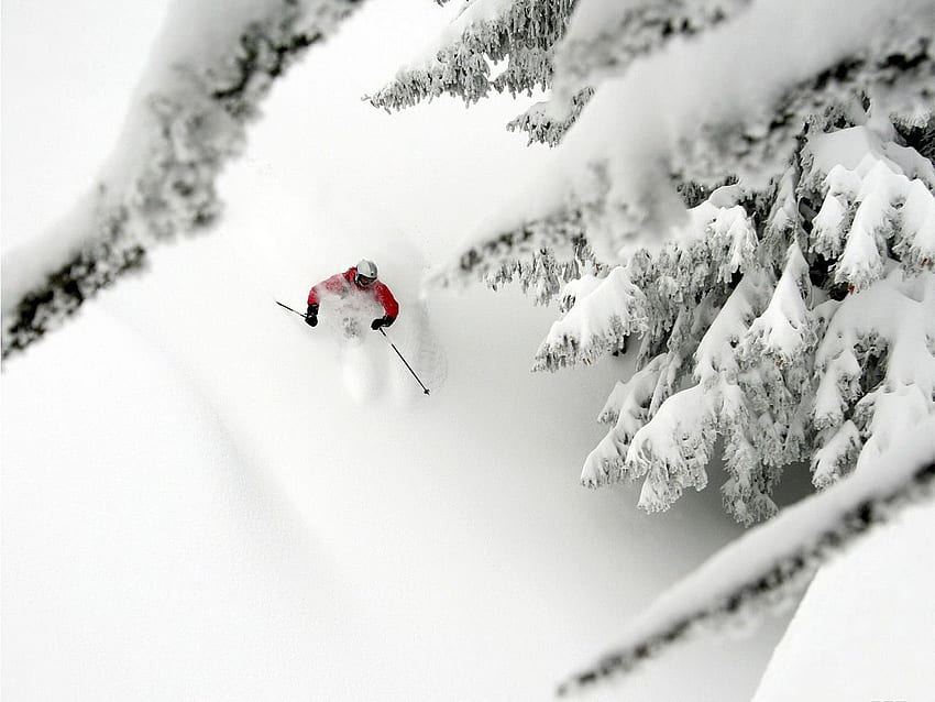 Sports, Trees, Snow, Descent, Ate, Skiing, Alpine Skiing, Extreme HD wallpaper