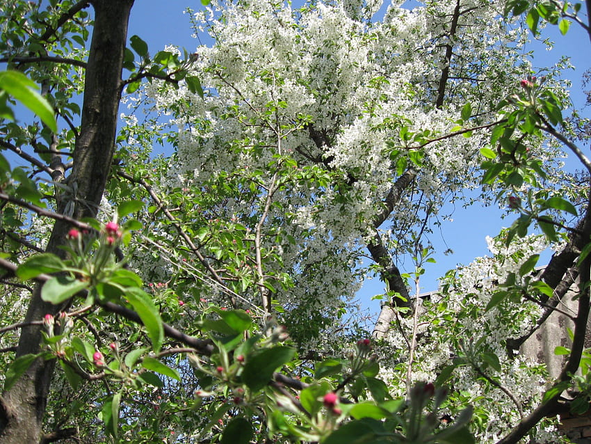 ฤดูใบไม้ผลิ ดอกซากุระ ต้นไม้ ดอกแอปเปิ้ล ฤดูใบไม้ผลิ วอลล์เปเปอร์ HD
