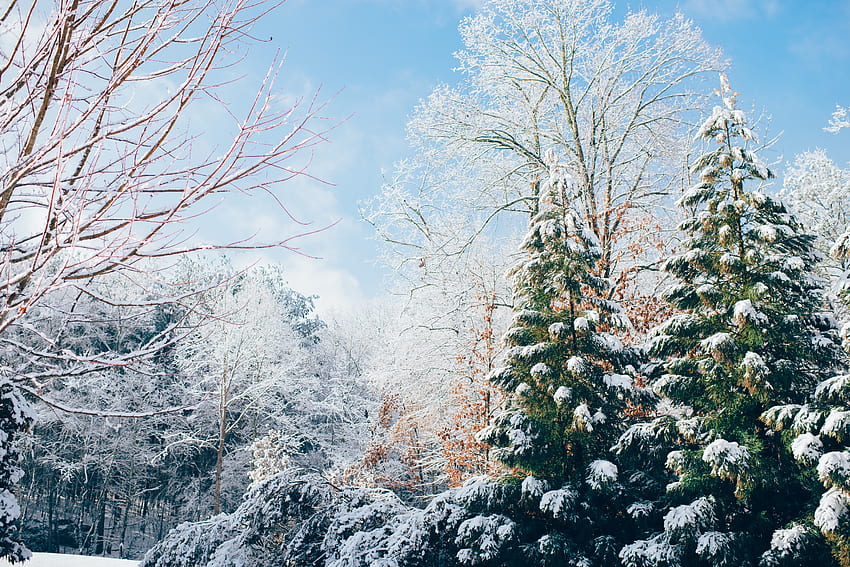 겨울, 자연, 눈, 숲, 먹은 HD 월페이퍼