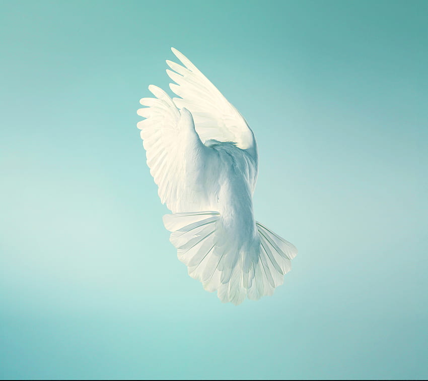 Pigeon, white bird, peace, stock HD wallpaper