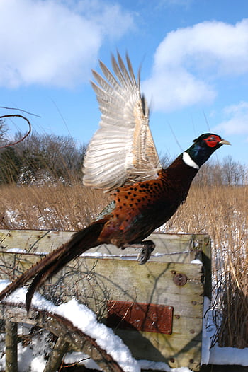 Pheasant HD wallpaper  Peakpx