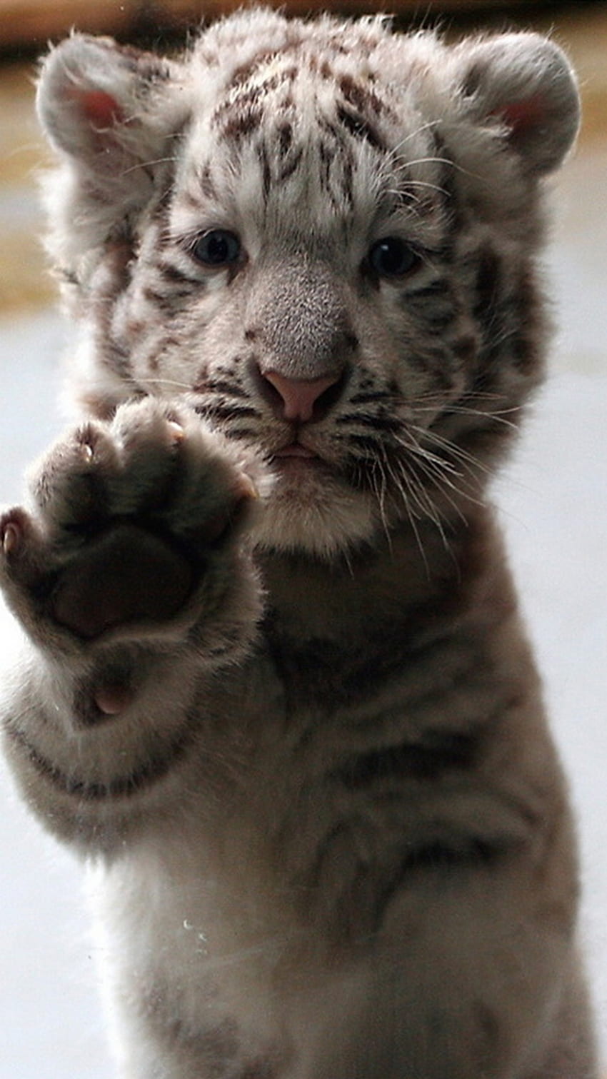 cute baby white tiger wallpaper