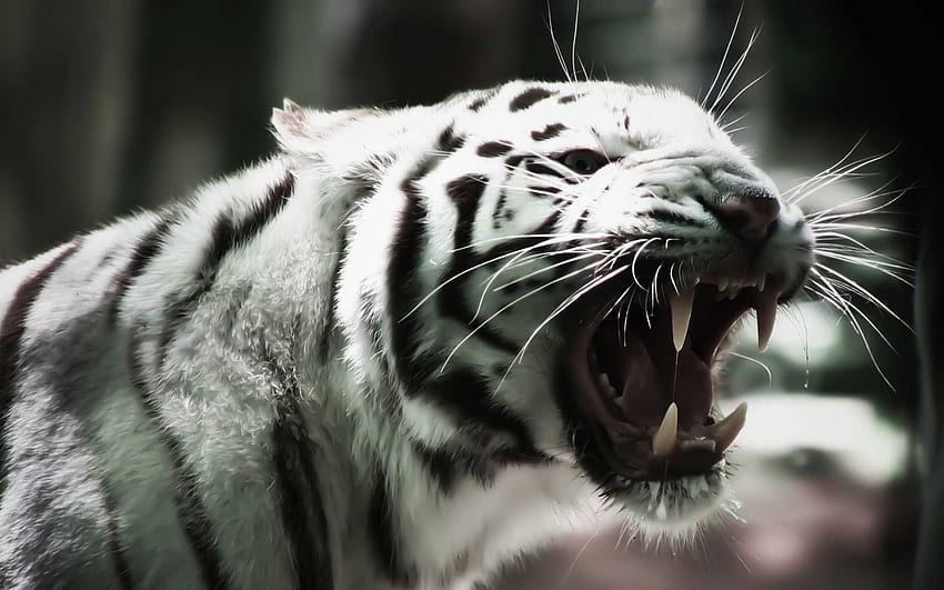 angry white tiger wallpaper hd 1080p