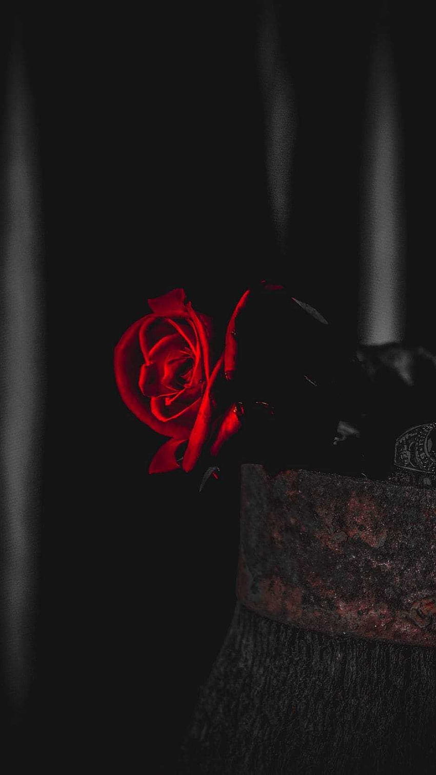 Black Rose, Black Roses HD phone wallpaper | Pxfuel