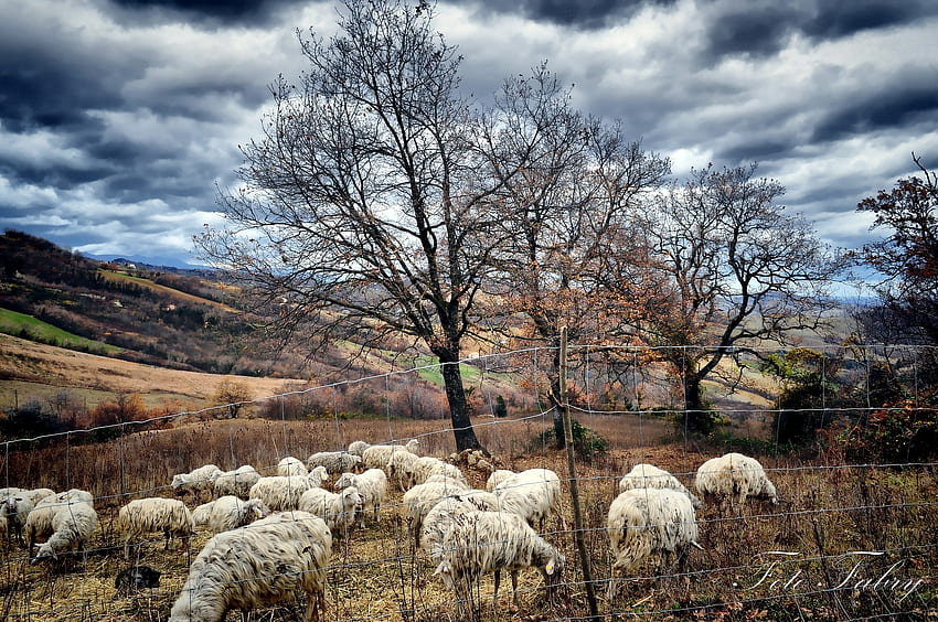 Natura, drzewa, jesień, stado, owce, pastwiska, owce Tapeta HD