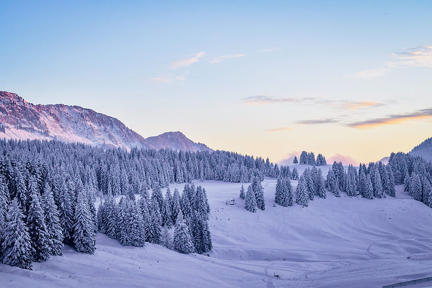 Зима, природа, сняг, елхи, покрити със сняг, заснежени HD тапет