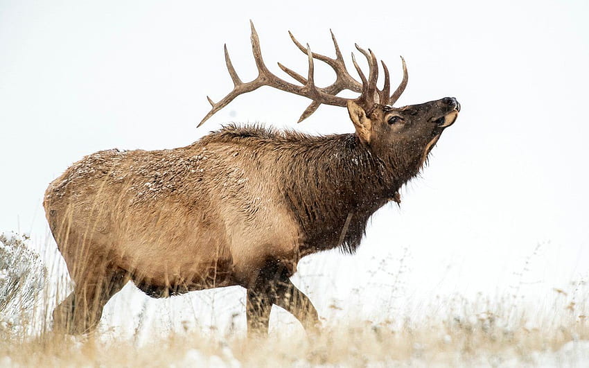 The Country's Best Elk Hunting Units, Rocky Mountain Elk HD wallpaper |  Pxfuel