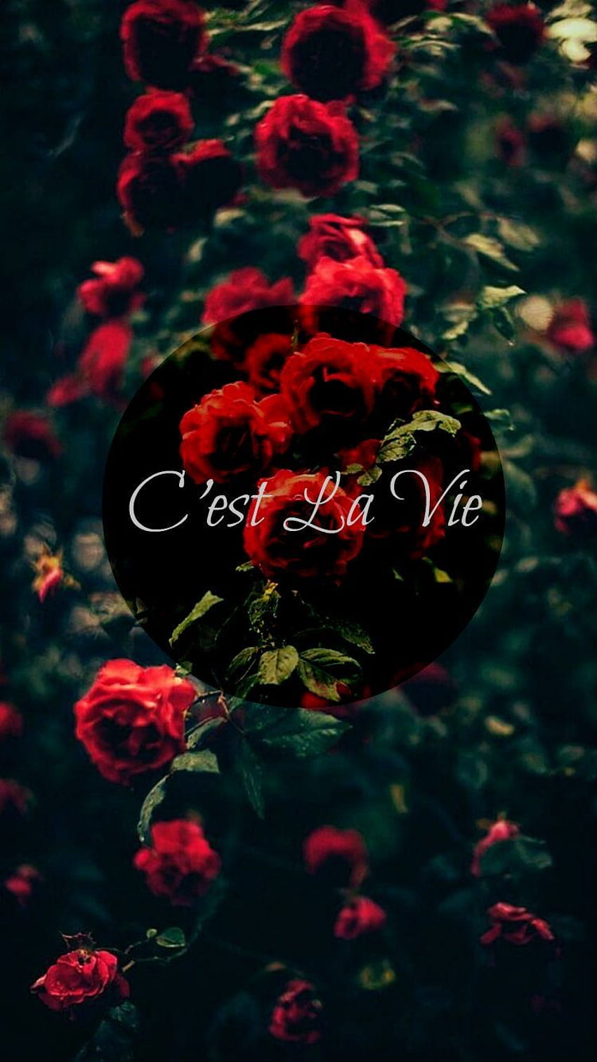 C'est La Vie Rose iphone + quote. Elvis, La Vie En Rose HD phone wallpaper