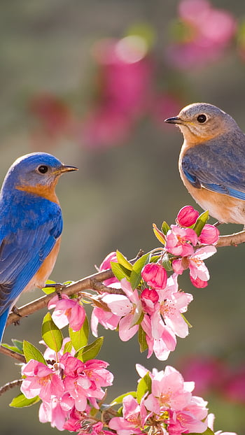 Bobolink, blue, sweet, bird, art, cute, beautiful, fresh, nice, branch,  painting, nature, flowers, lovely HD wallpaper | Pxfuel