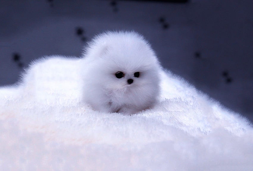Dogs: Dog Cute Fluffy Blue Fur Fuzz Puppy Kitty 16 HD wallpaper