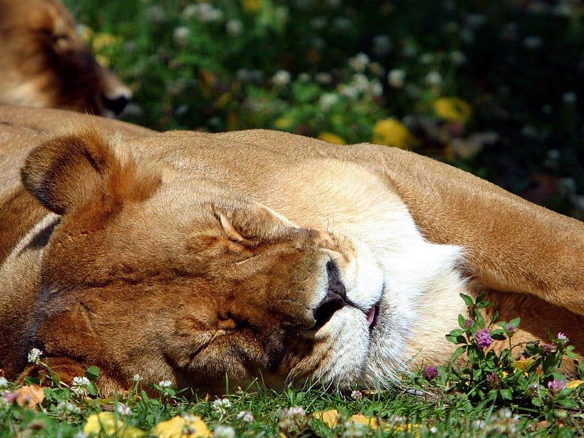 Animals, Muzzle, Lion, Big Cat, Sleep, Dream, Sleeping, Asleep HD wallpaper