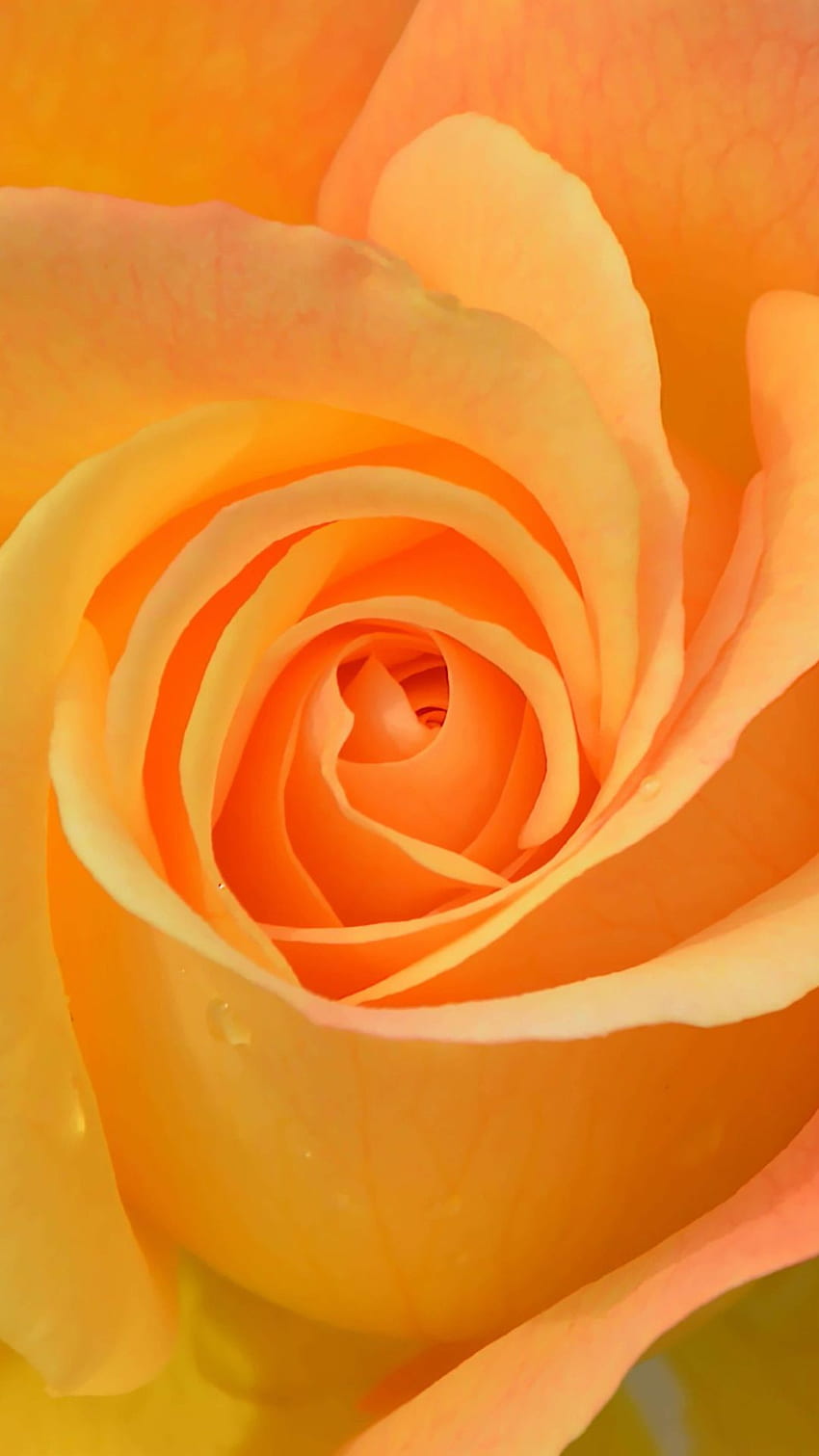 Pomarańczowy kwiat róży [] dla Twojego telefonu komórkowego i tabletu. Poznaj pomarańczową różę. Pomarańczowa Róża, Pomarańczowa Róża, Pomarańcza Tapeta na telefon HD