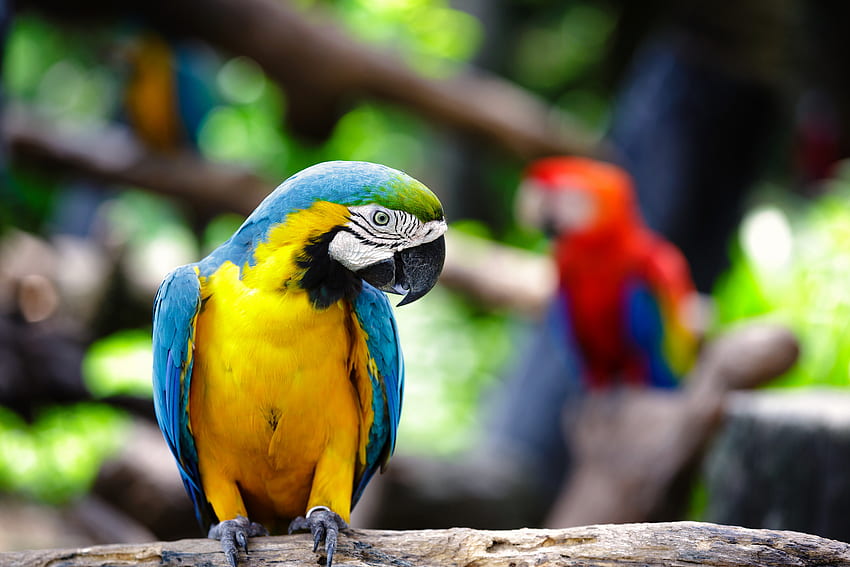 Blue And Yellow Macaw HD wallpaper