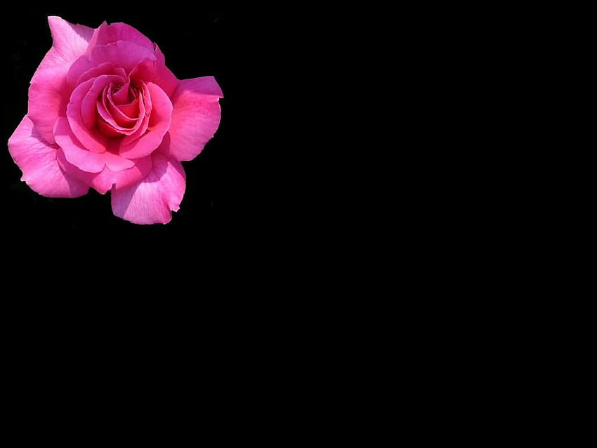 Single flower with black background HD wallpapers | Pxfuel