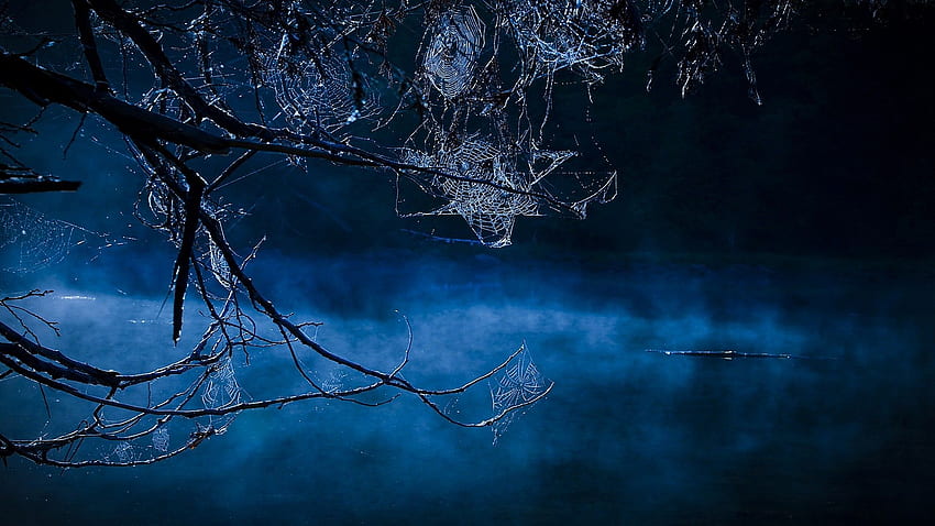 gruselige blaue Naturbäume Nachtnebel Spinnweben – Naturbäume, gruseliger Nebel HD-Hintergrundbild