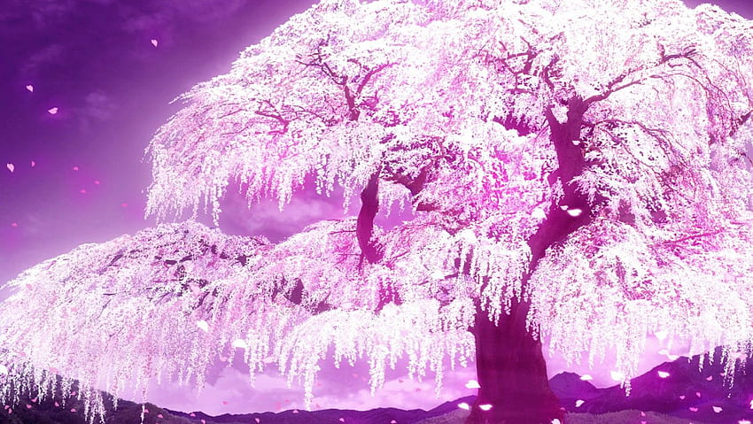 Anime Cherry Blossom Estética papel de parede HD