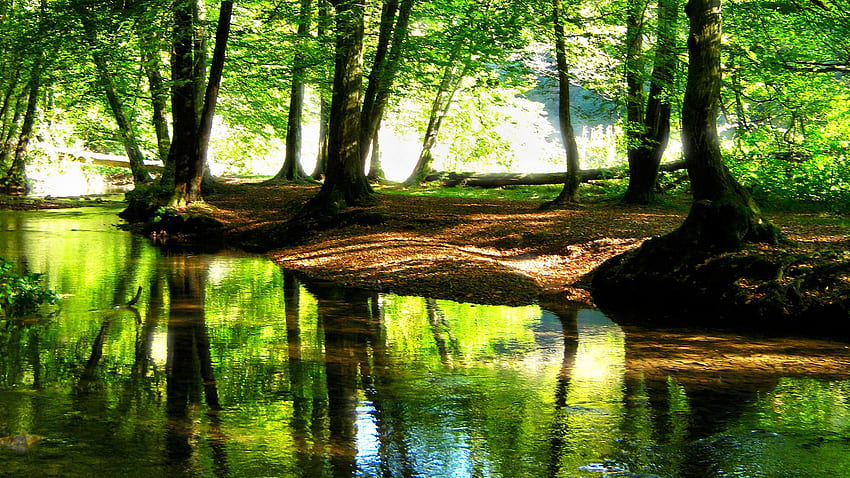 Paesaggio bellissimo ruscello in un fresco fiume Forst Natura, perline, ruscello forestale. Sfondo HD