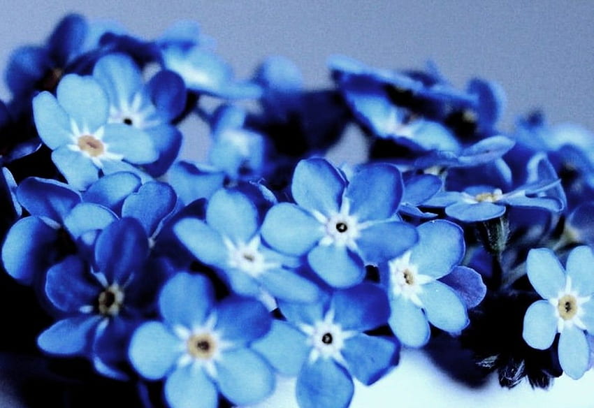 Bunga: Lupakan Estetika Bunga Myosotis Sylvatica Biru Baru Wallpaper HD