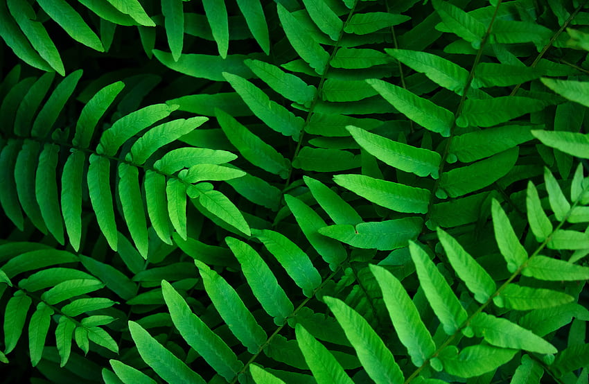 Grüne Blätter, Farne, Blatthintergrund, Frühling, Nahaufnahme, Natur, Blätter HD-Hintergrundbild