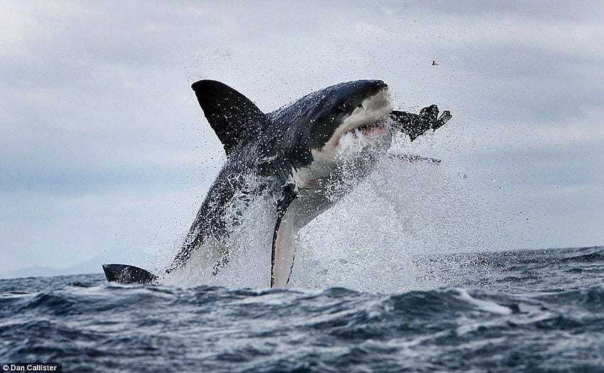 Meet 'Deep Blue': Possibly the largest great white shark ever filmed - ABC  News