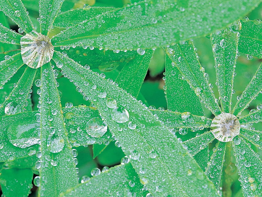 Lupin and Water Droplets Olympic National Park Washington, natureza, flores papel de parede HD