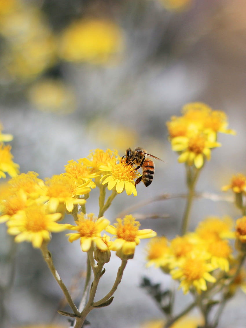 ผึ้ง, การผสมเกสร, ดอกไม้สีเหลือง, , ดอกไม้,. สำหรับ iPhone, Android, มือถือและผึ้งและดอกไม้ วอลล์เปเปอร์โทรศัพท์ HD