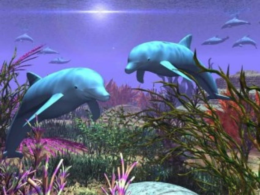 Lumba-lumba Bermain, tumbuhan karang, matahari di atas air, samudra, lumba-lumba Wallpaper HD