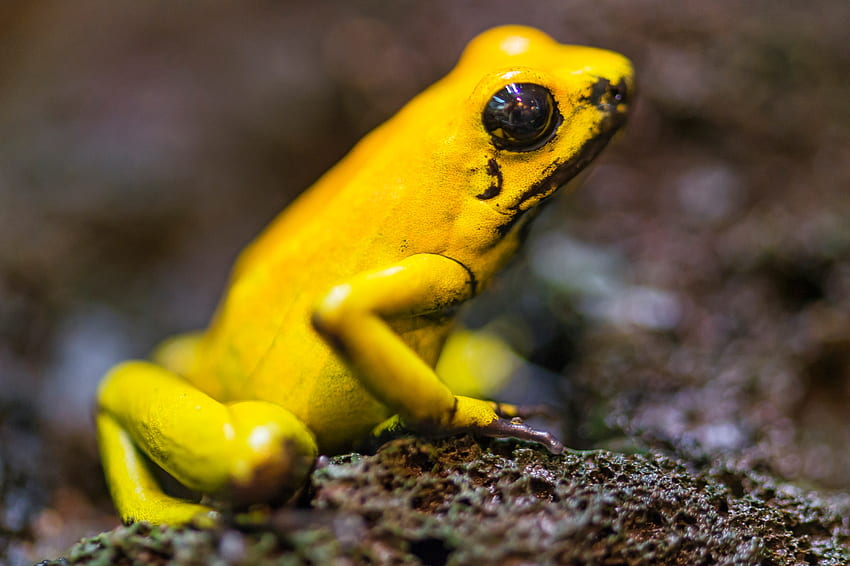 Poison Golden Dart Frog, golden, poison, frog, dart HD wallpaper