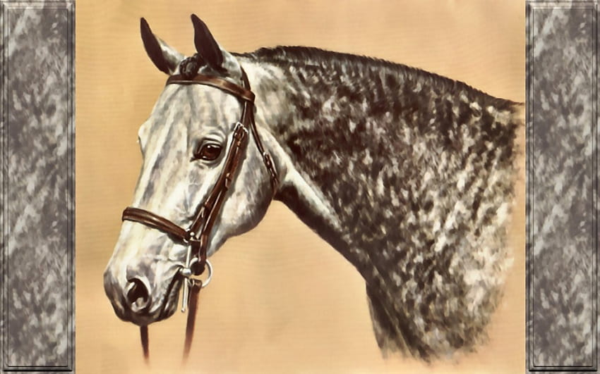 Gris pommelé - Cheval F2, animal, cheval, gris, art, chasseur, pommelé, tête, oeuvre, écran large, peinture, équin Fond d'écran HD