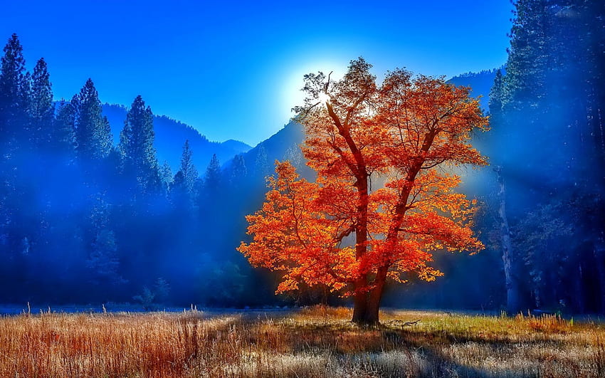 Árvore na manhã nublada, manhã, linda, nascer do sol, montanha, névoa, neblina, árvores, outono, céu papel de parede HD