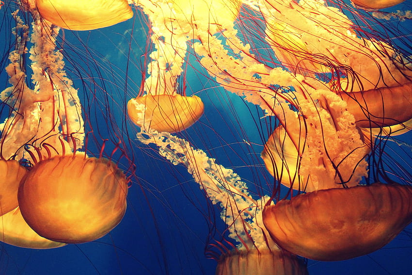 animals, deep ocean, deep sea, jellyfishes, marine life, nature, ocean, sea, sea creature, tentacles, underwater - Cool , Dark Sea HD wallpaper