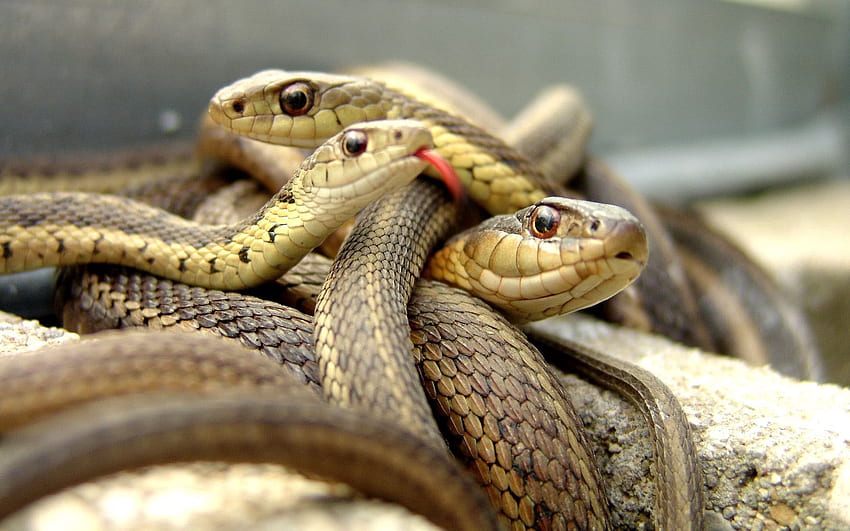 Animals, Snakes, Reptile, Multitude, Lots Of HD wallpaper