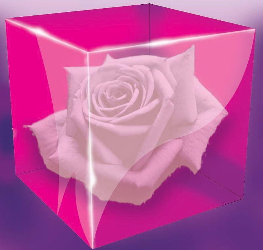 Trapped Beauty, 3d and cg, rose, purple, pink, white, abstract, cube HD wallpaper