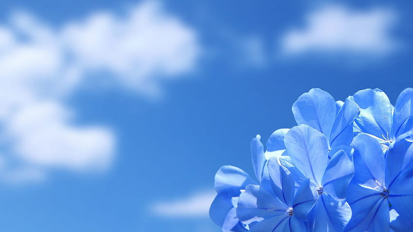 цветя фон на синьо небе HD тапет