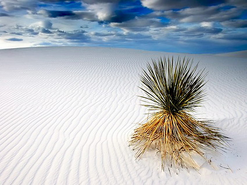 desierto, planta, blanco, arena, solitario fondo de pantalla