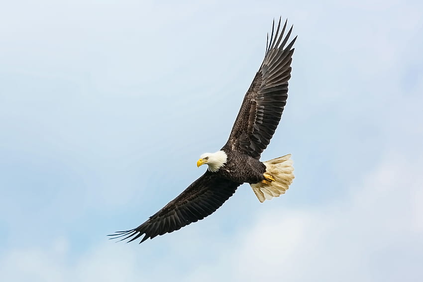 Eagle : [HQ], Flying Eagle HD wallpaper