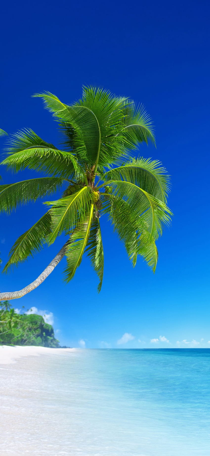 Wallpaper Green Palm Tree on Beach During Daytime Background  Download  Free Image