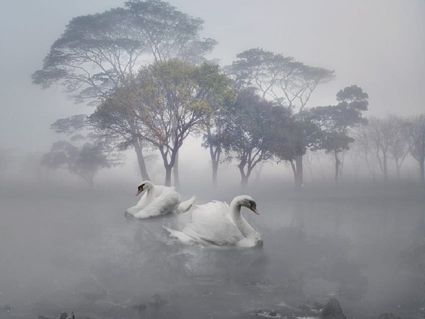 El lago de los cisnes, lago, cisne, blanco, animales fondo de pantalla
