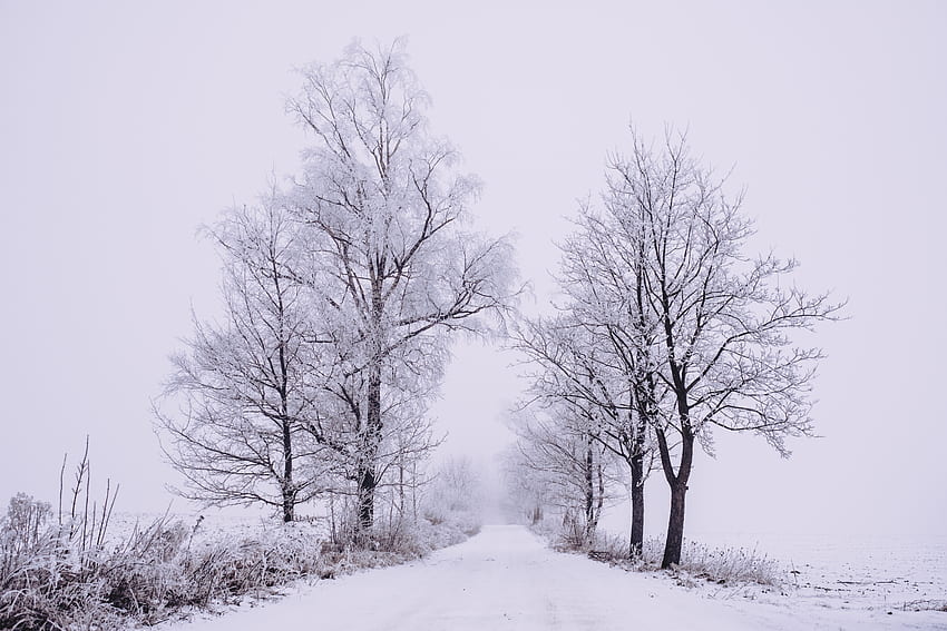 invierno, naturaleza, árboles, nieve, camino, bosque, niebla fondo de pantalla