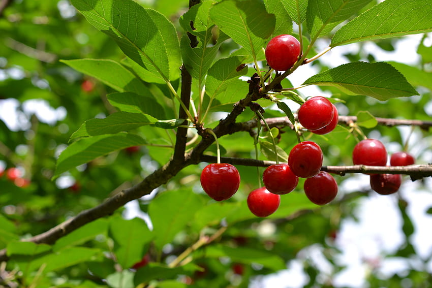 Food, Cherry, Wood, Tree, Branch, Fruit HD wallpaper