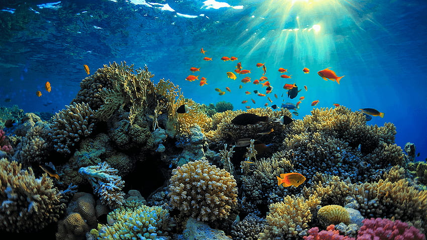 Great Barrier Reef Hd Wallpaper Pxfuel