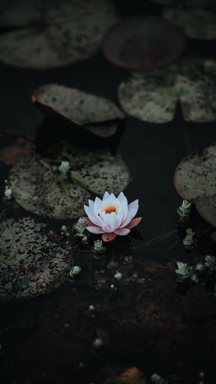 iPhone . Sacred lotus, Flower, Aquatic plant, Petal, Dark Lotus HD phone wallpaper