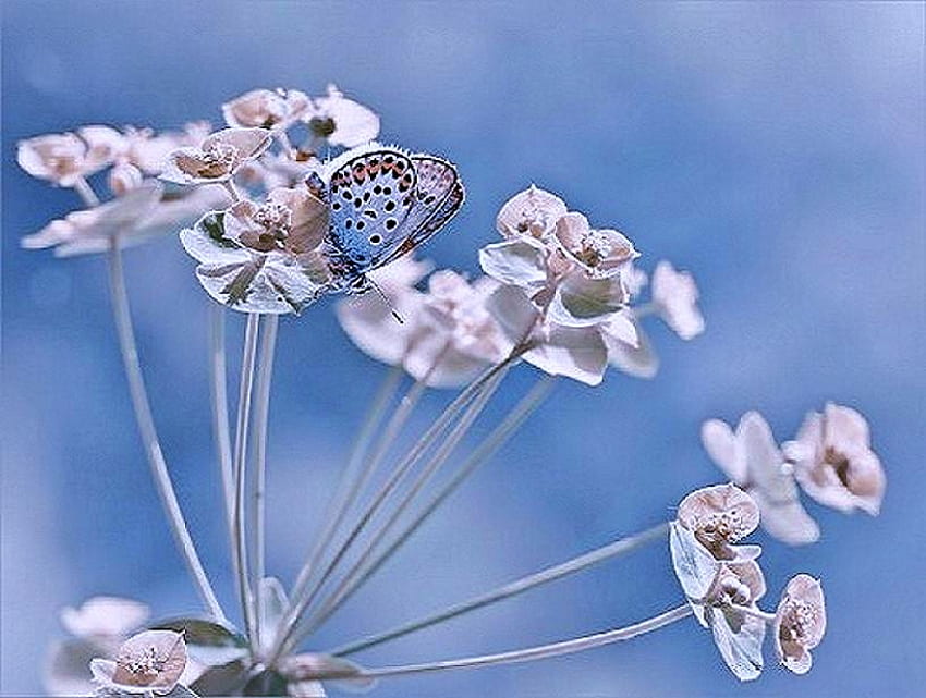 Little Blue, céu azul, asas manchadas, pequenas borboletas azuis, flores brancas papel de parede HD