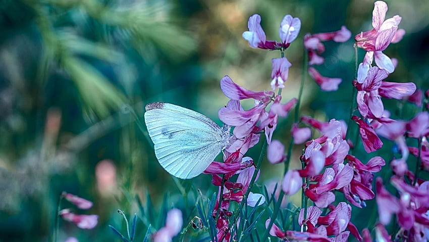 Paradise, mustafa ozturk, white, pink, butterfly, flower, green, fluture, insect HD wallpaper