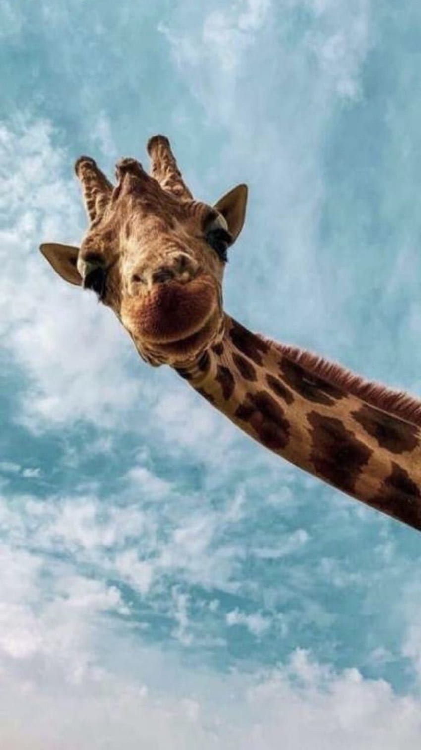 per divertente Per metterti di buon umore, divertente giraffa Sfondo del telefono HD