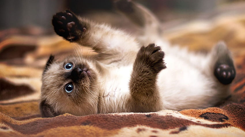 Siamese Cat, Siamese Kittens HD wallpaper