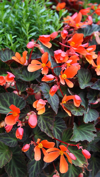 Begonia flowers HD wallpapers | Pxfuel