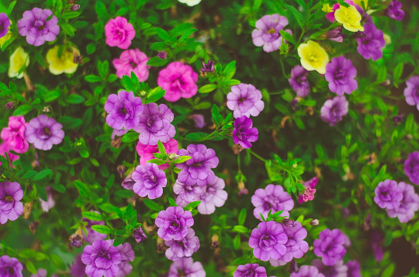 Plantes, Fleurs, Parterre De Fleurs Fond d'écran HD